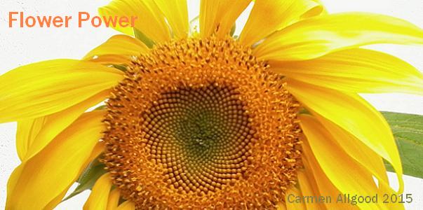 sunny sun flower