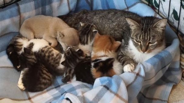 mothercat and babies
