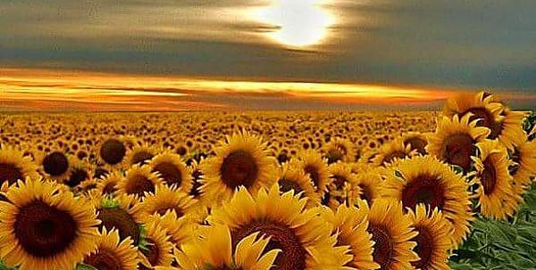 Dreams and sunflowers