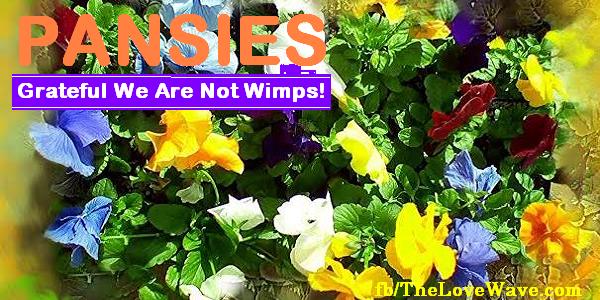 pansies are not wimps